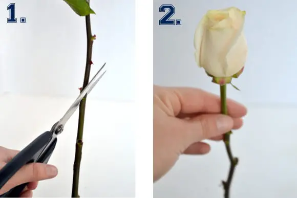 cutting roses tips