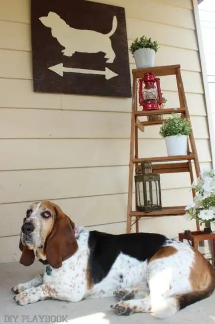 This basset dog loves sitting on the outside patio area. 