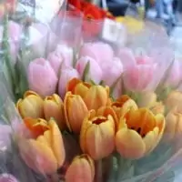 These fresh tulips at the NYC flower market are colorful.