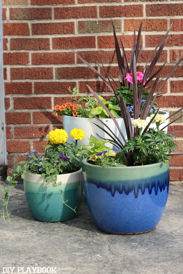 pots with flowers
