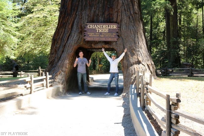 Casey and Mike show just how large these giant redwood trees are! You can drive a car through! 