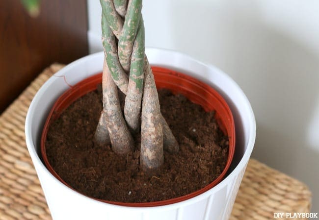 3-Pachira-aquatica-braided-trunk-indoor-houseplant