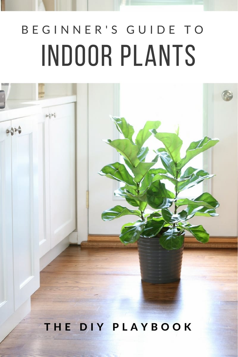 Beginner's Guide to Indoor Plants