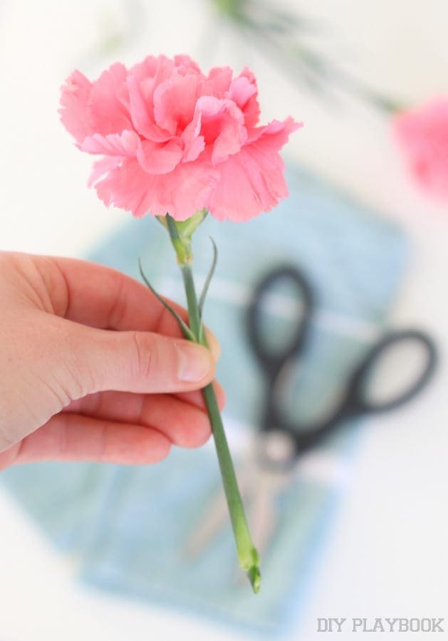 Use the flower food: How to Decorate with Carnations: Tutorial | DIY Playbook
