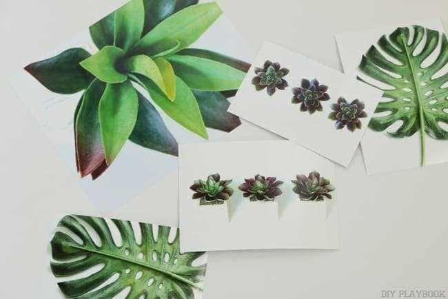 Gallery Wall Prints for Free | Large Succulent Plant, Three Succulent Planters, Large Palm Leaf