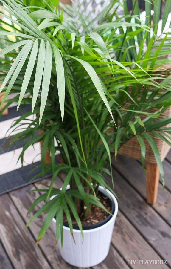 These palm plants are lovely! I wonder how long they will live on our balcony...