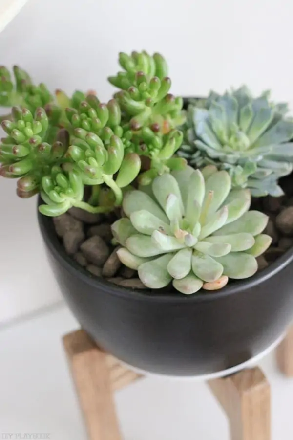 Look at these adorable succulents!