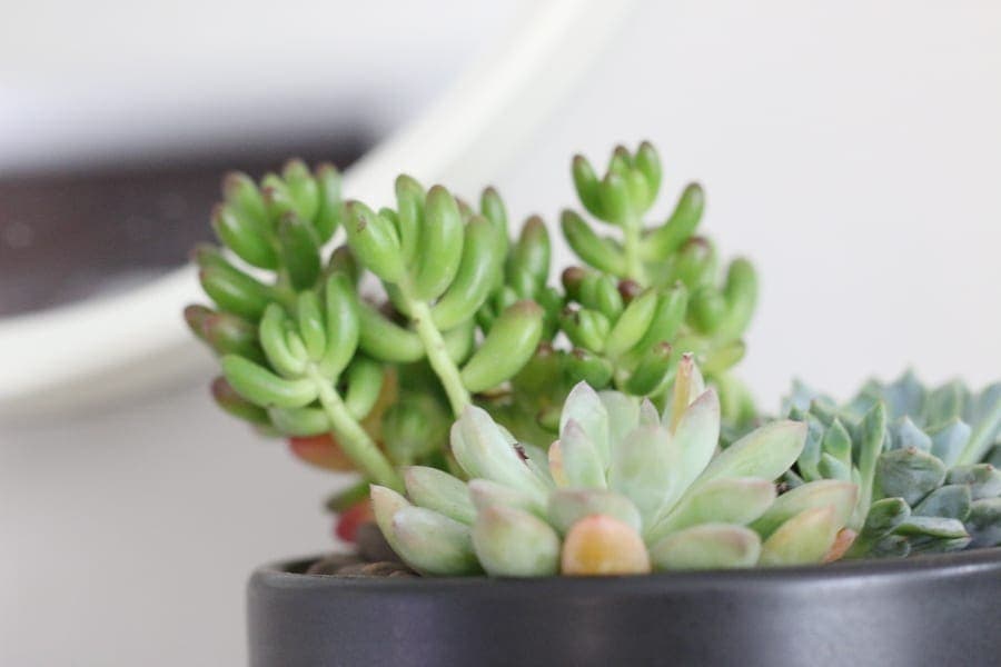 Succulents are so simple to care for. 