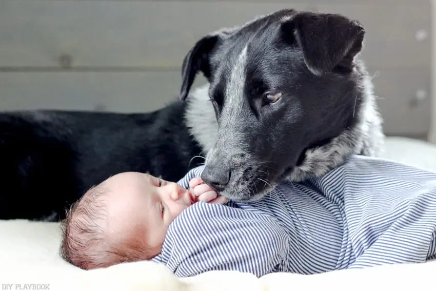It's possible to take great photos of babies with pets!