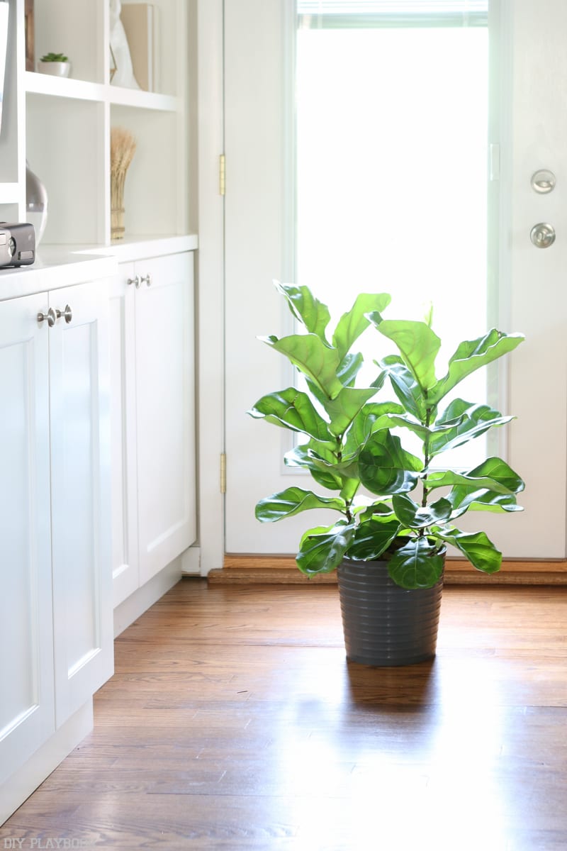 The lovely fiddle leaf at home in the family room