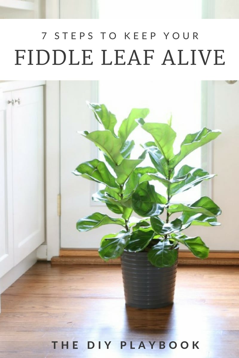 How to Keep Fiddle Leaf Fig Alive