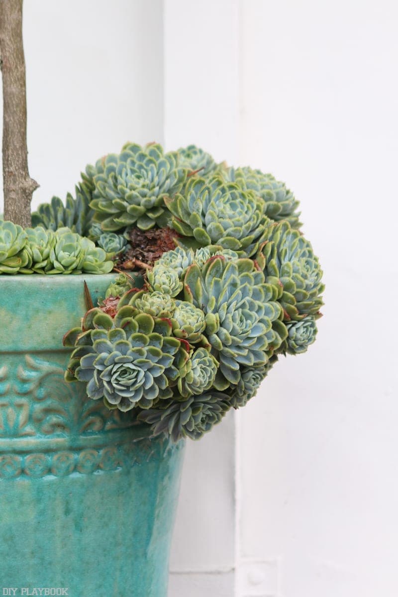succulents-plant-blue-vase