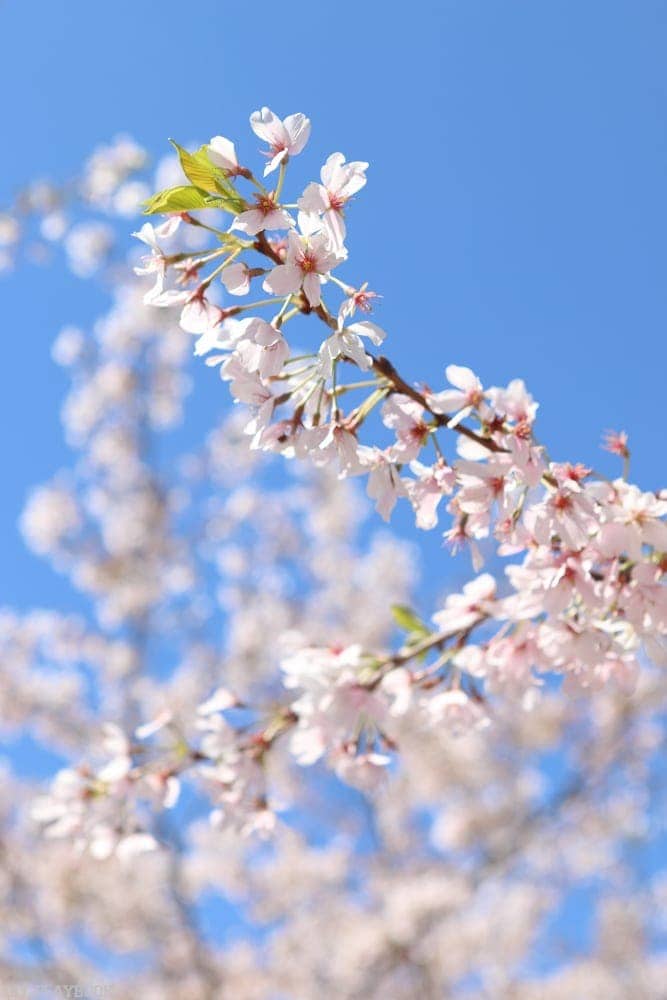 Cherry blossoms against a blue sky in Washington, DC.