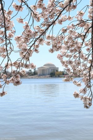 10 Things to Do in Washington, D.C. During Spring