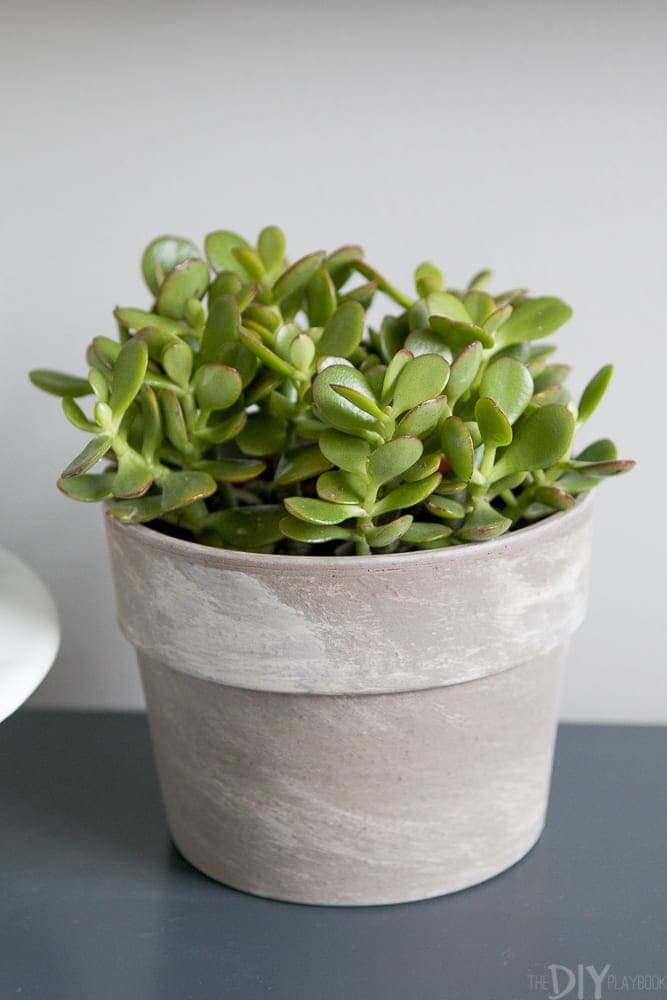 A small succulent plant adds color to the neutral room.