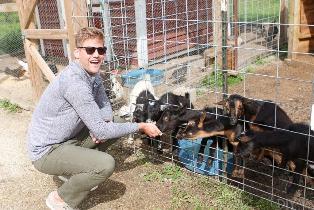 Finn visiting the goats at apple holler