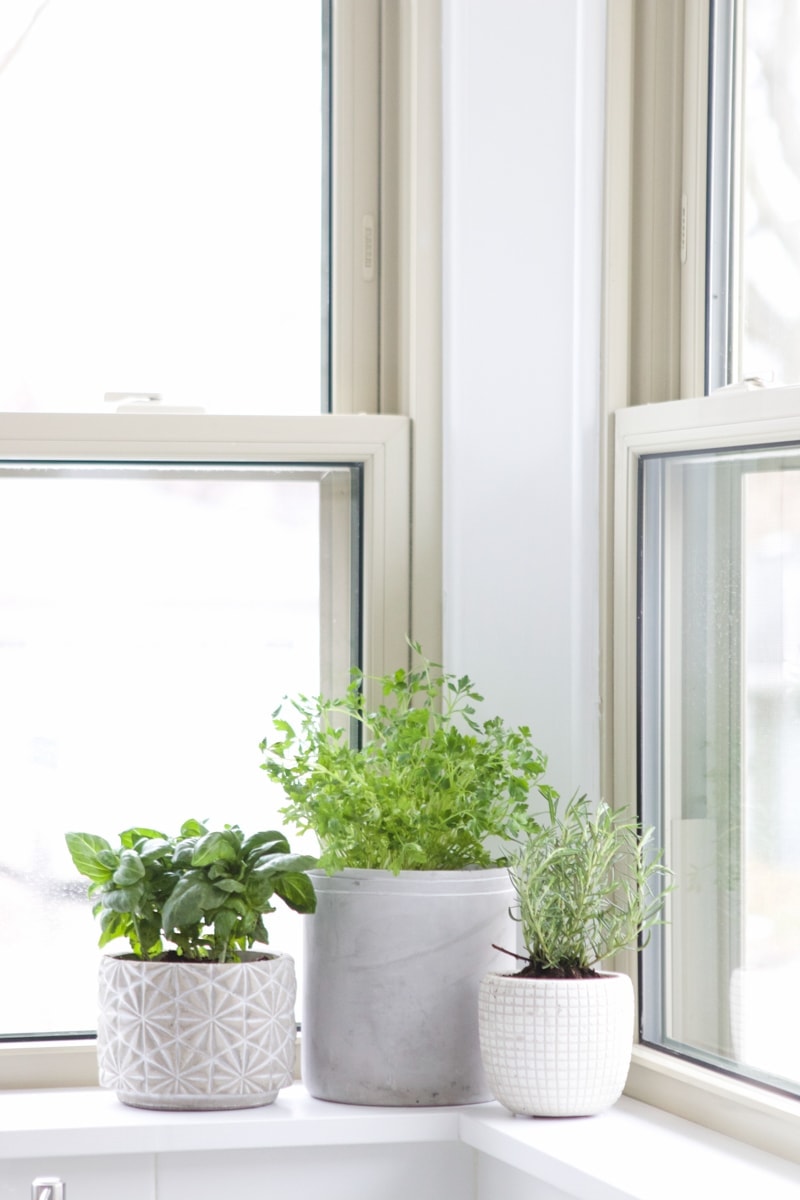 indoor herbs on a window sill