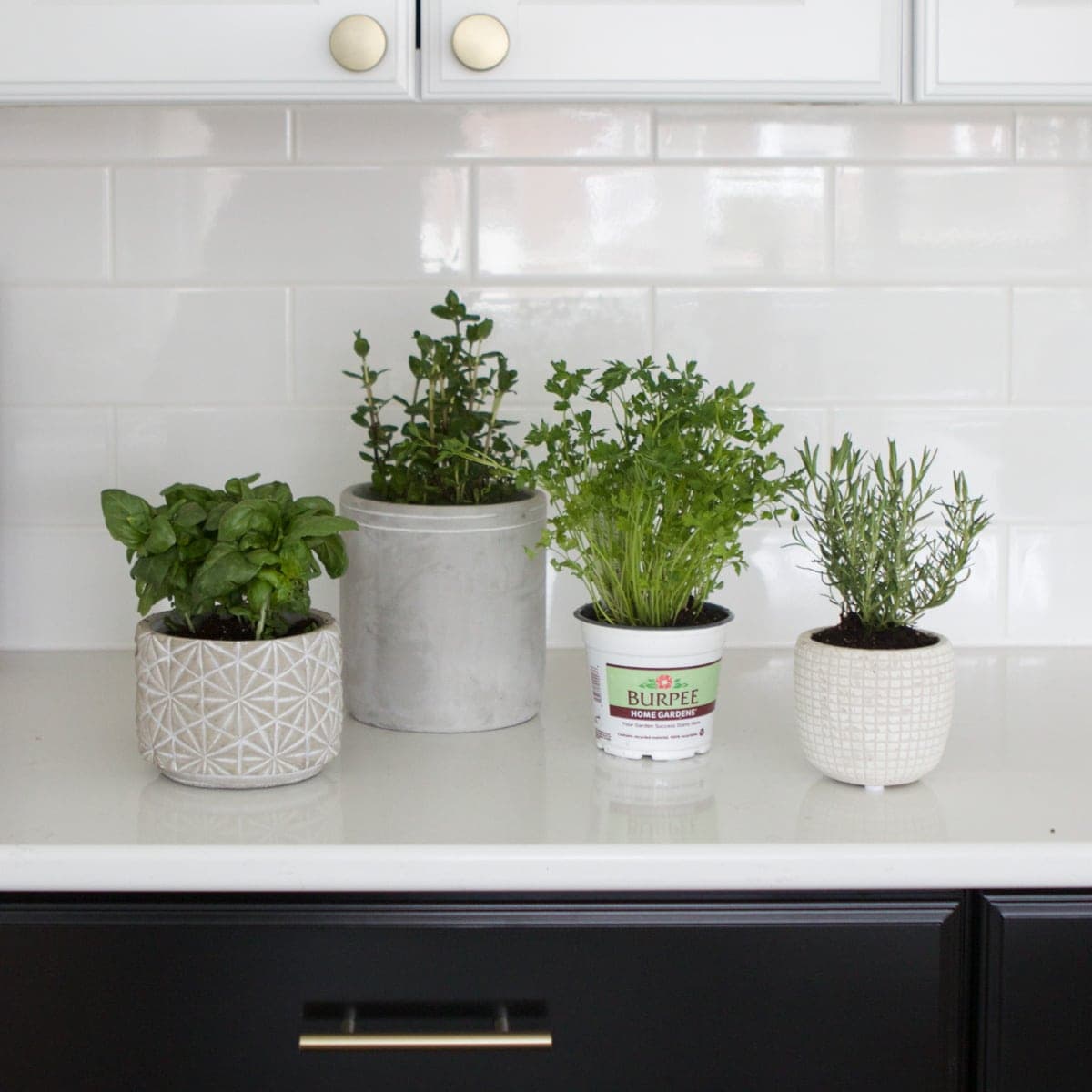 planting herbs in pots