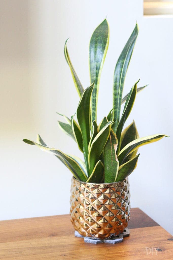 Plant in a gold planter