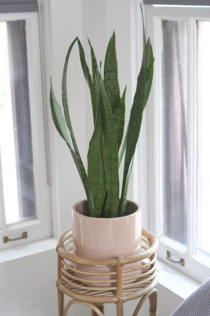 Planter with snake plant