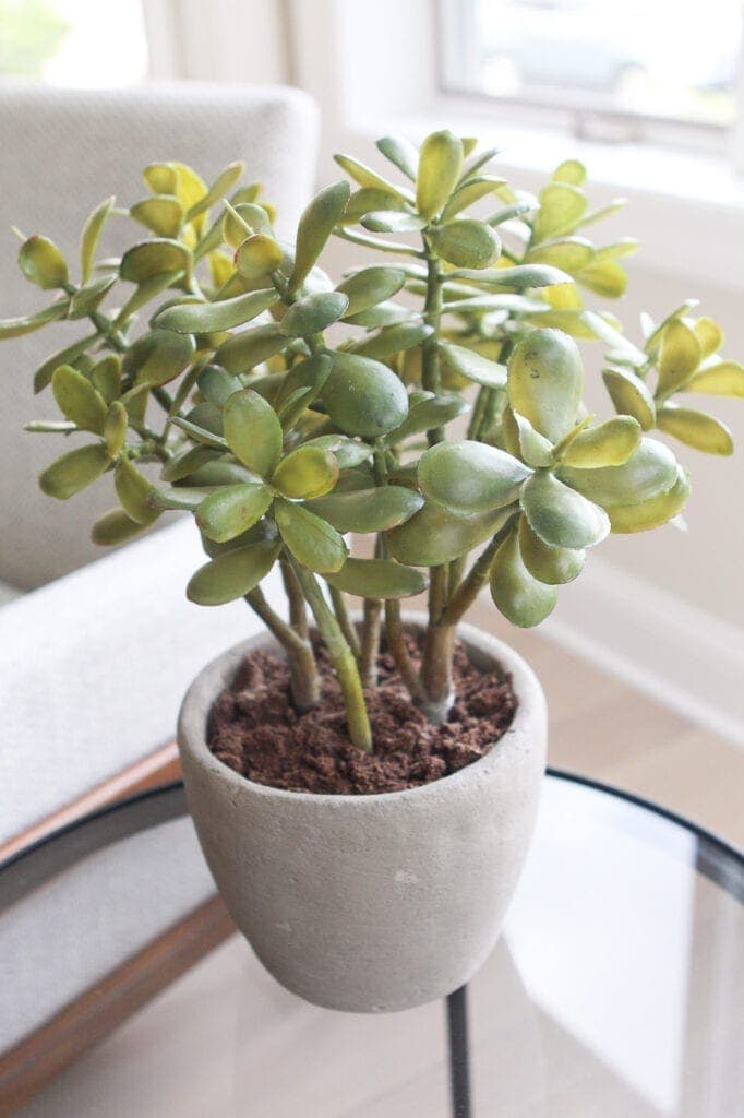 Faux jade plant