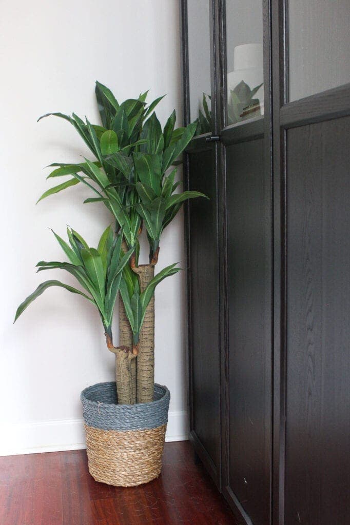 INdoor plant in a home office