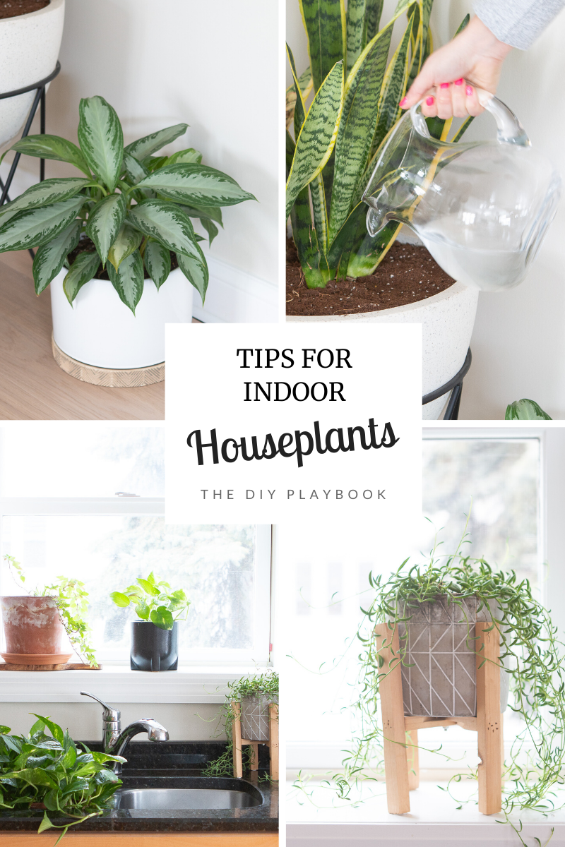 Best tips for indoor plants