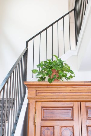 The Indoor Plants in Our Finn Fixer Upper