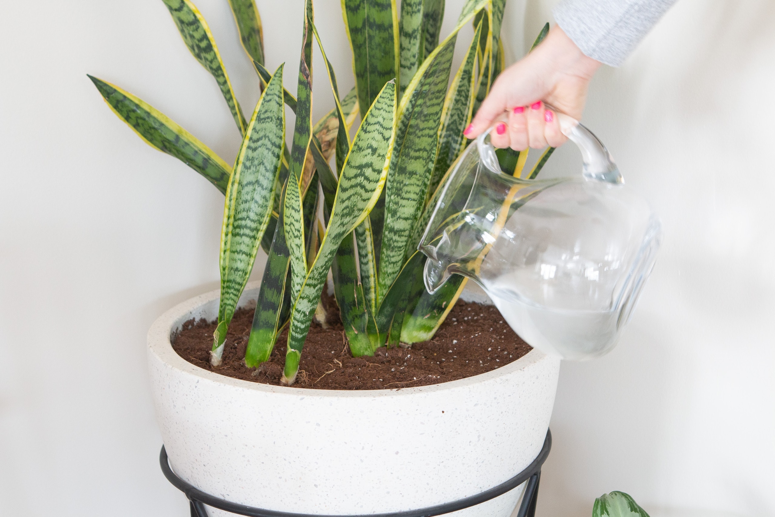 Water your indoor plants once a week to prep for the week ahead