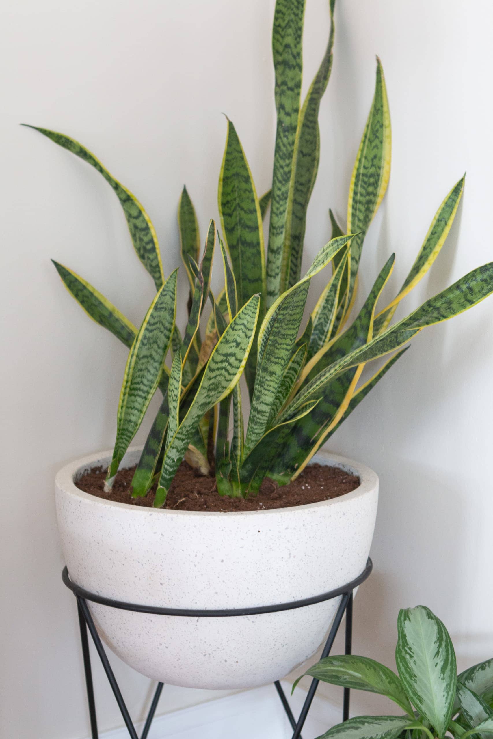 The Indoor Plants I'm Keeping Alive in My House | The DIY Playbook