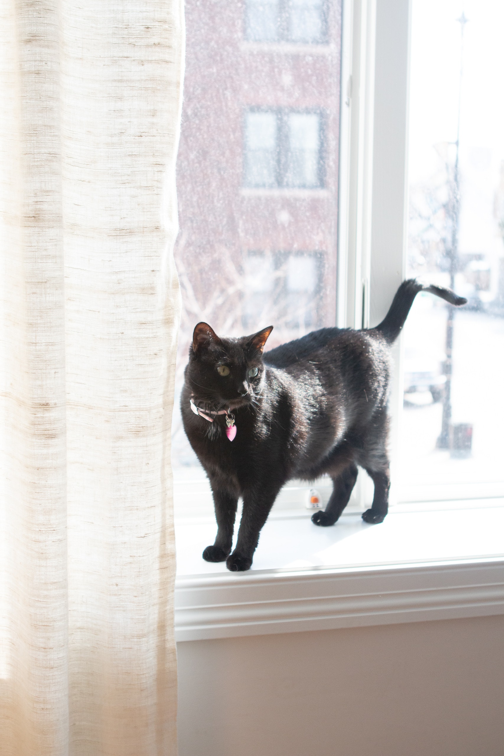 Black cat in a window sill