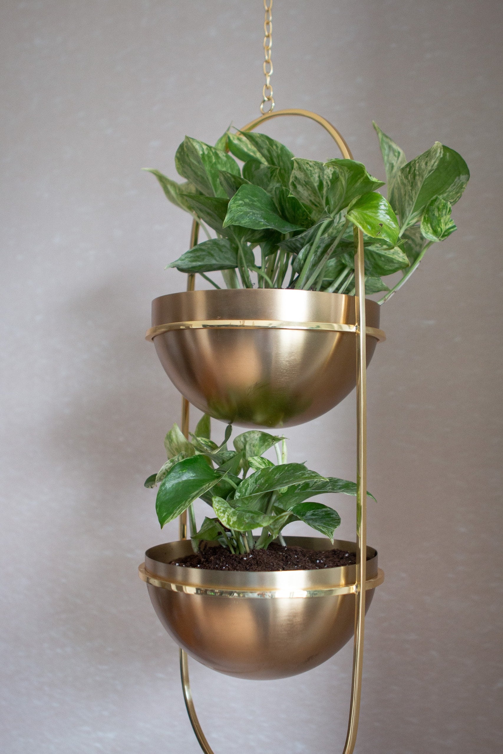 Hang your pothos plants in the hanging planter
