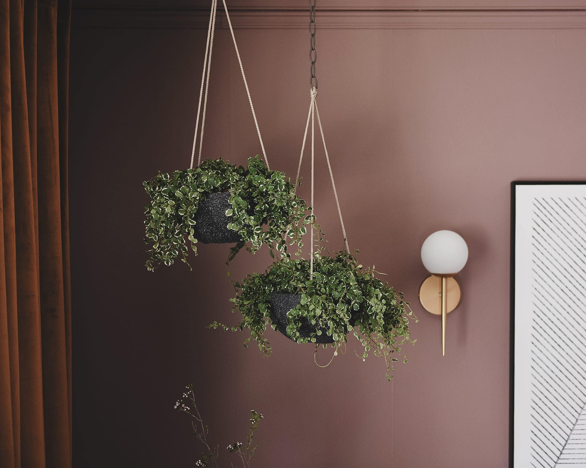hanging plants in the corner of the room