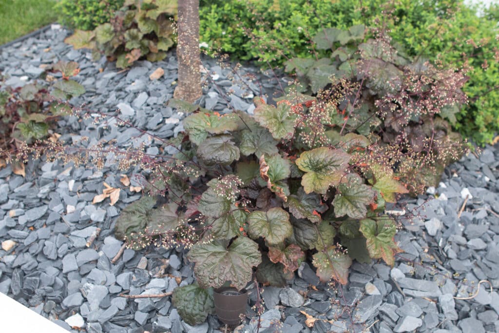 Coralbells in our landscaping