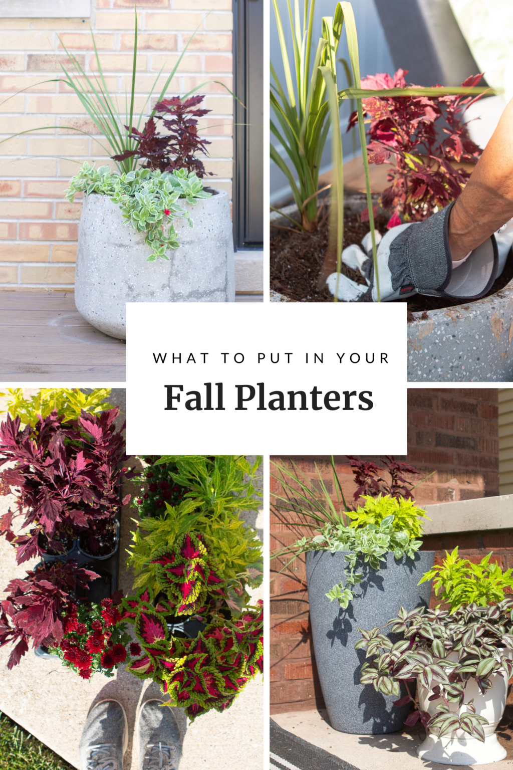 What to put in your fall planters