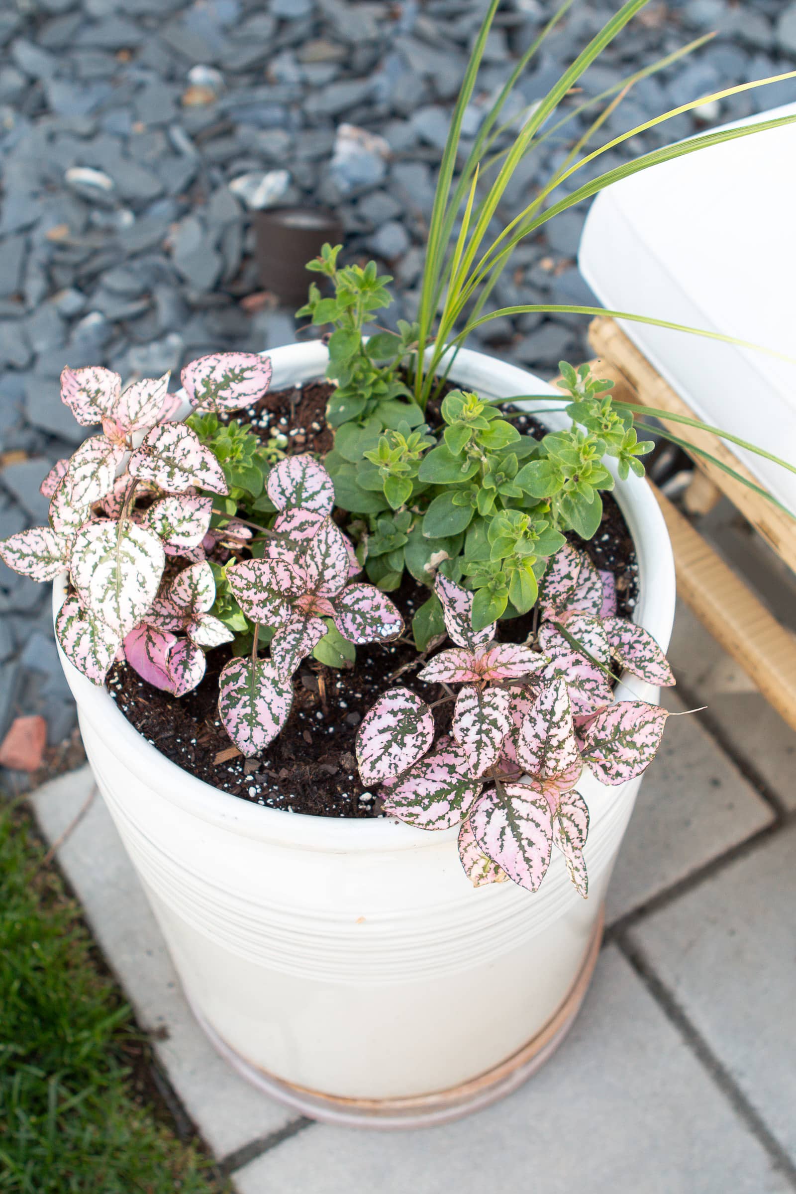 What to plant in your summer flower pots