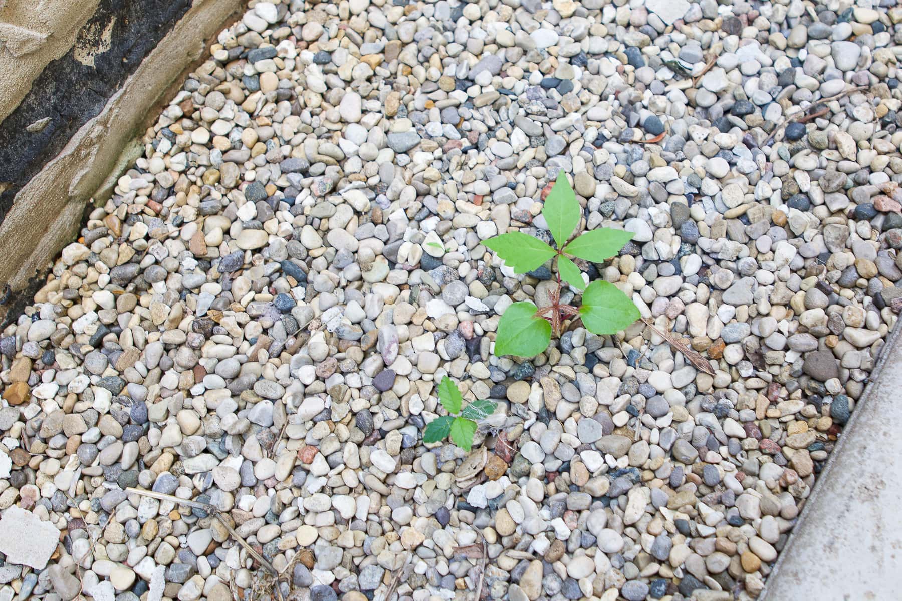 Weeds coming through the pea gravel