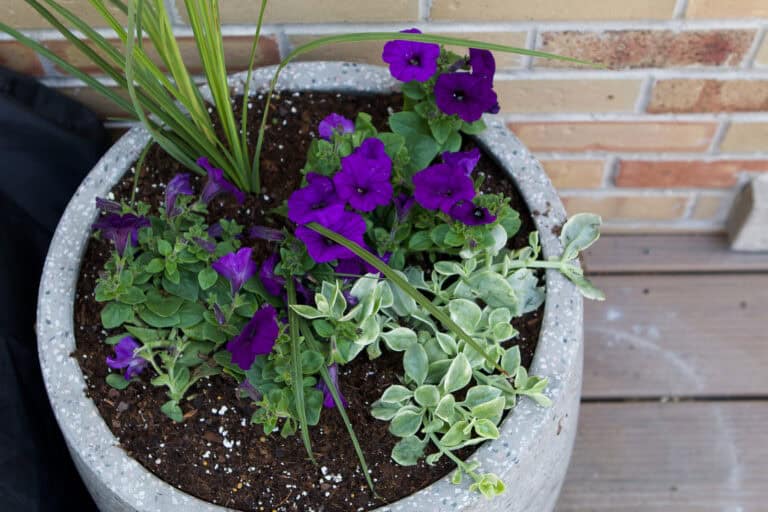 Summer Flower Planter Ideas for Full Sun and Shade - DIY Playbook