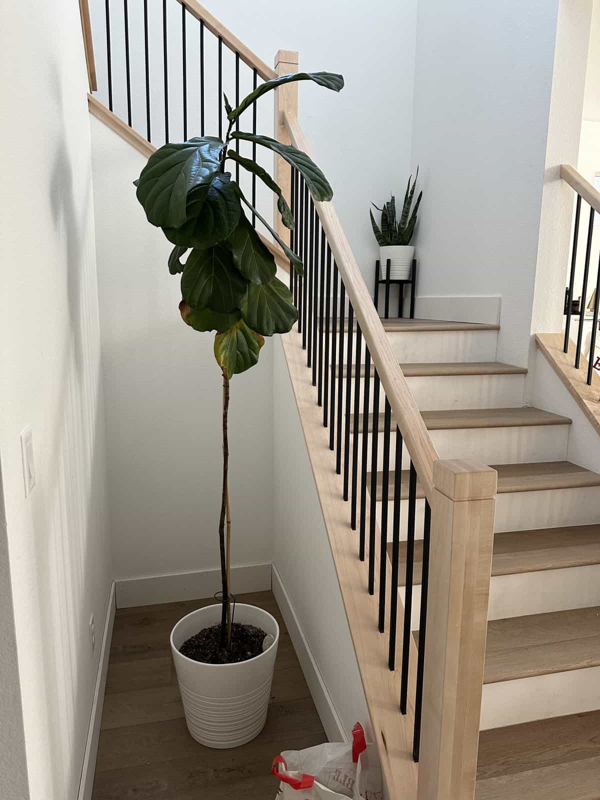 A fiddle leaf in the awkward nook 